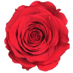 Rosas eternas de color roja