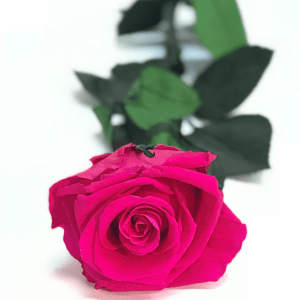 rosa eterna de color fucsia