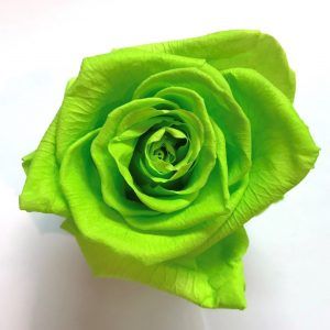 Rosa eterna verde