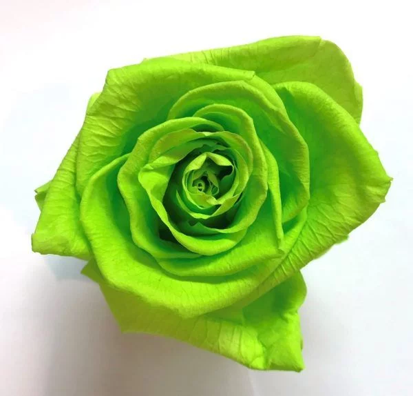 Rosa eterna verde