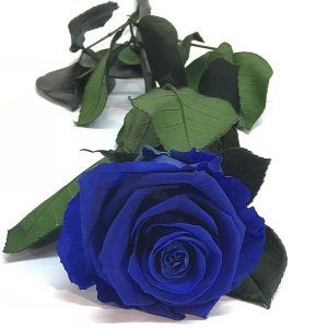 Rosa Eterna azul | boxflora