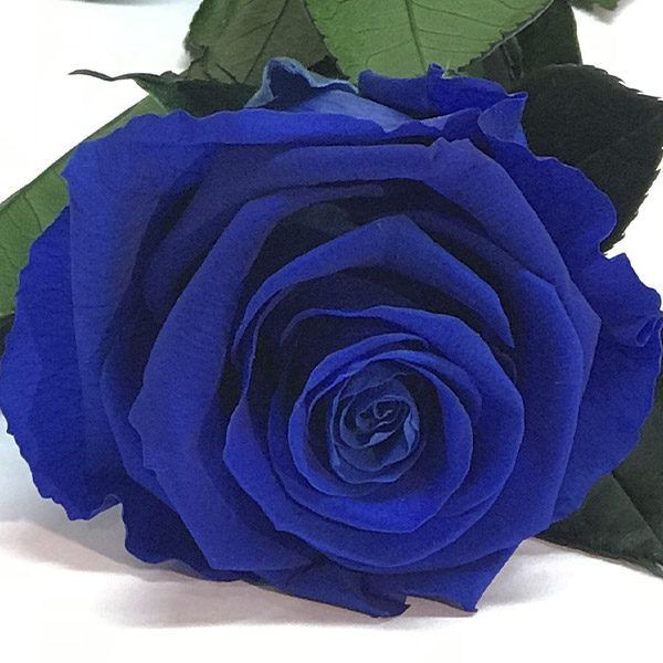 Rosa eterna de color azul fuerte