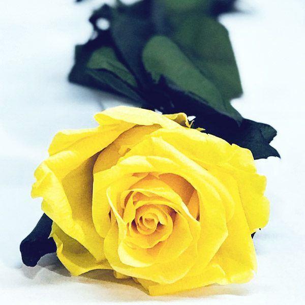Rosa eterna de color amarilla