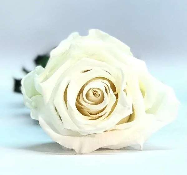 Rosa preservada de color blanco