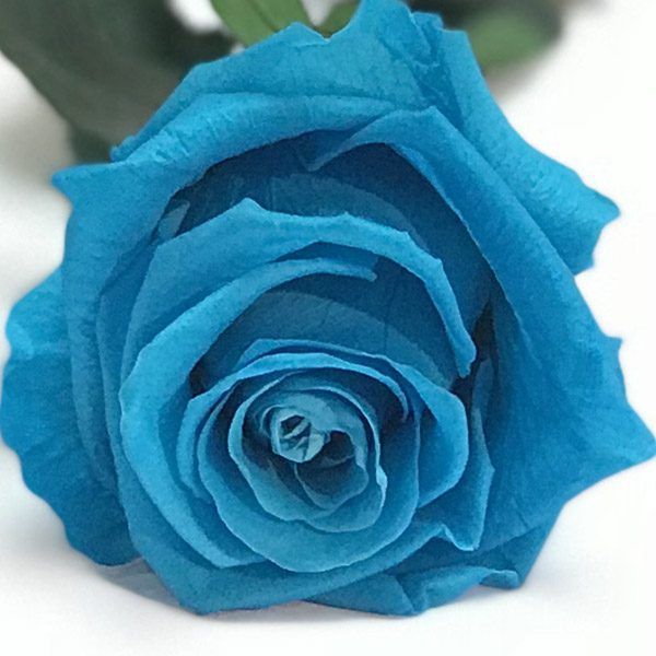 Rosa eterna de color azul turquesa