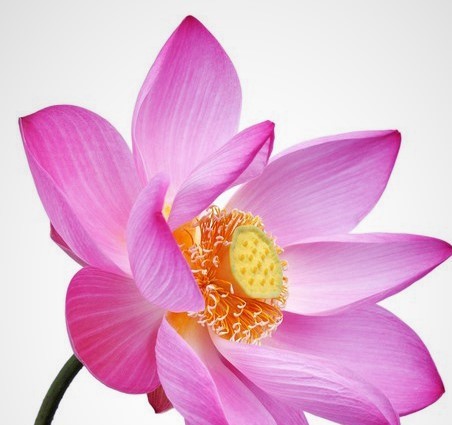 flor de loto de color rosa