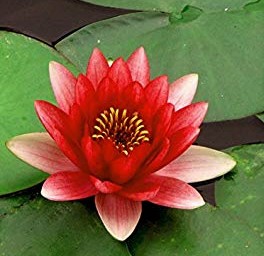 Flor de loto color rojo
