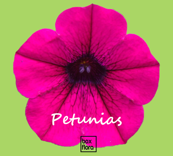 petunias