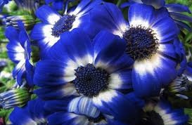 soñar-con-flores-azules