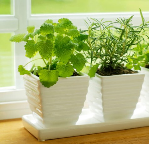 Las ventajas de tener plantas en casa